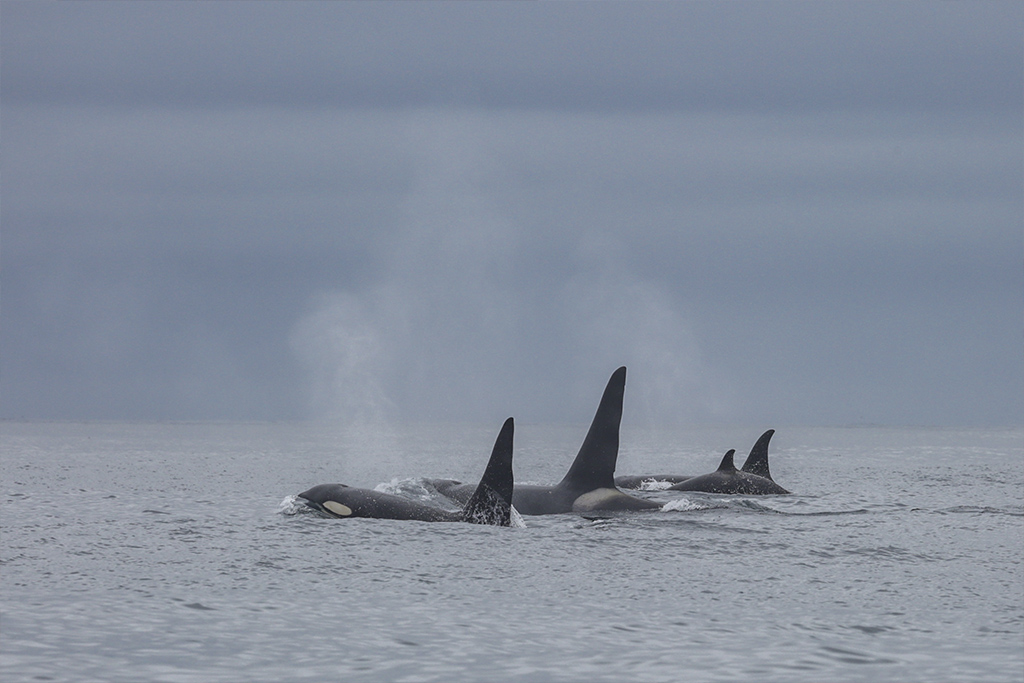 Killer Whales Hunt Right Whales. Beaked Whales Search for New Depths